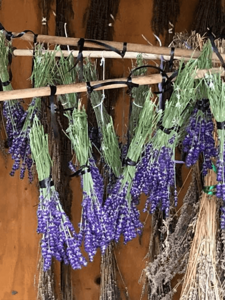 Bunches of Dried Lavender