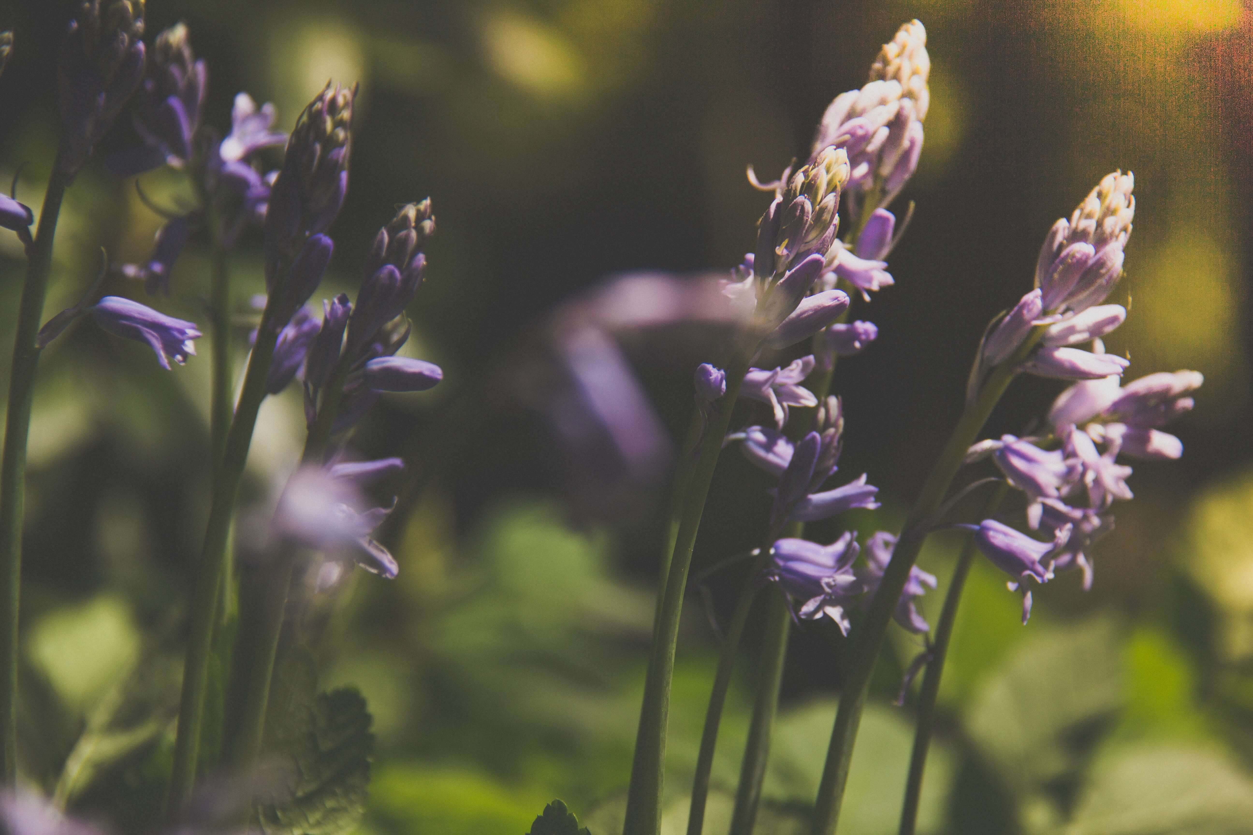 Lavender at Fort Hill Farms