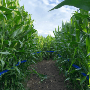 Walking through Fort Hill Farms Corn Maze