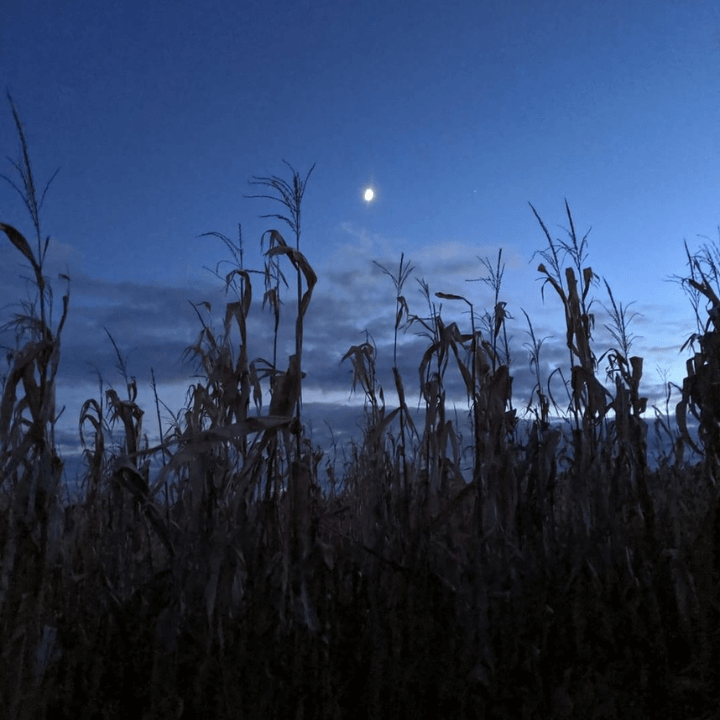 Flashlight Night at Fort Hill Farms Corn Maze