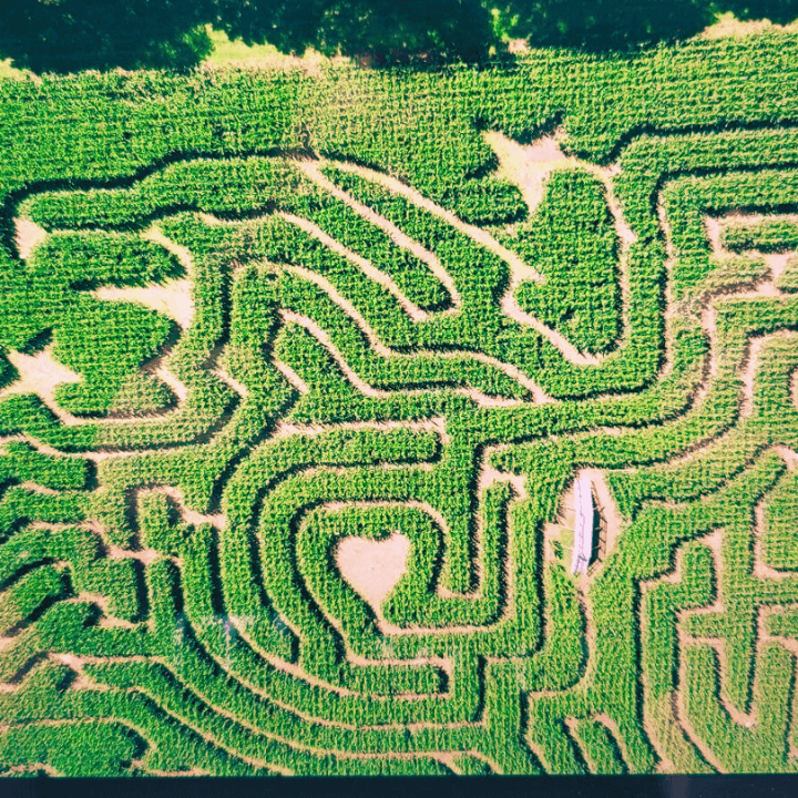 2023 Corn Maze in Eagle Design at Fort Hill Farms
