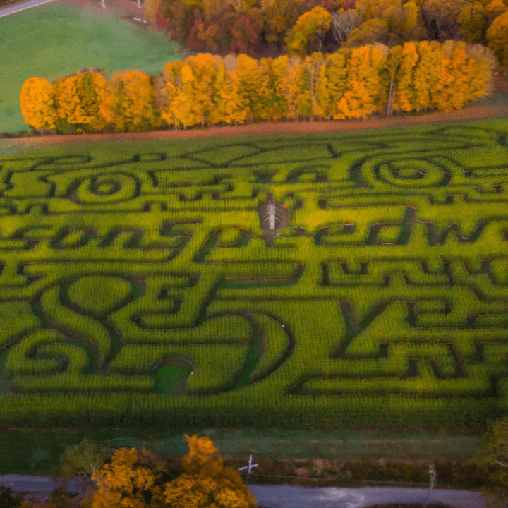 Fort Hill Farms Corn Maze in the fall